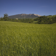 Monte Carpegna